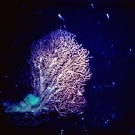 norway corals - sub